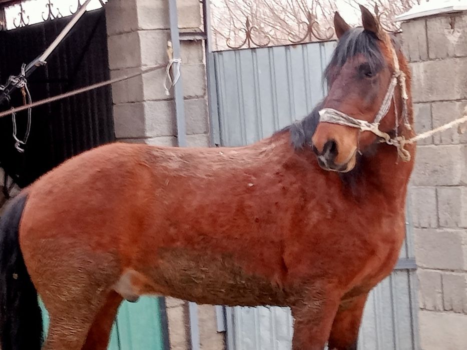 7 жасар минги ат