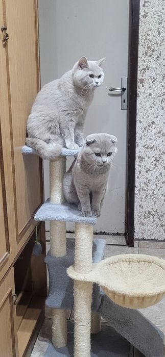 Шотландско клепоухо коте Женско