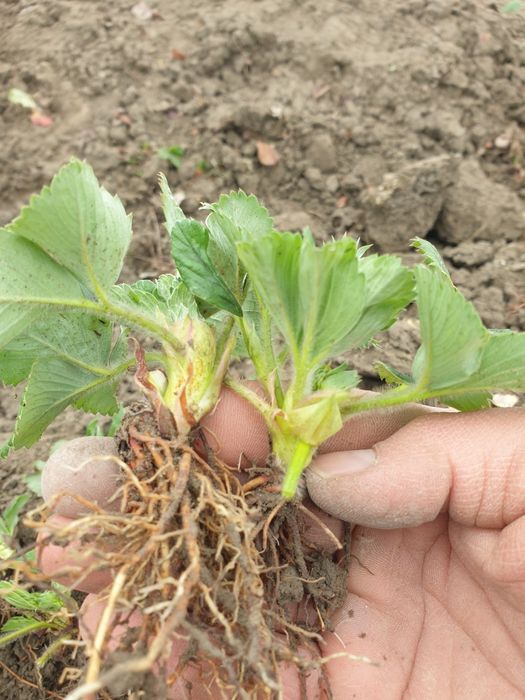 Клубника кучатлари сотилади