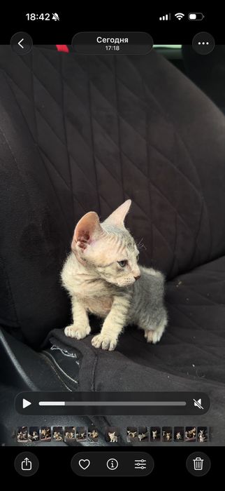 Котята сфинксы (сфинкс- браш)
