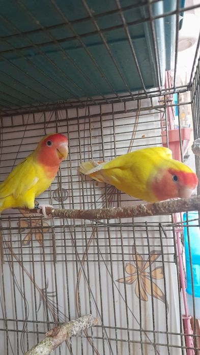 Попугаев неразлучников