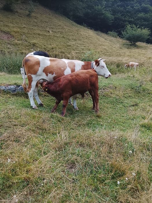 De vânzare vaci cu vitai .foarte blinde bune de lapte  .se dau și separat sunt 3 vaci și 3 vitai . pretu este de 13500 pe bucata adca vaca cu vitel