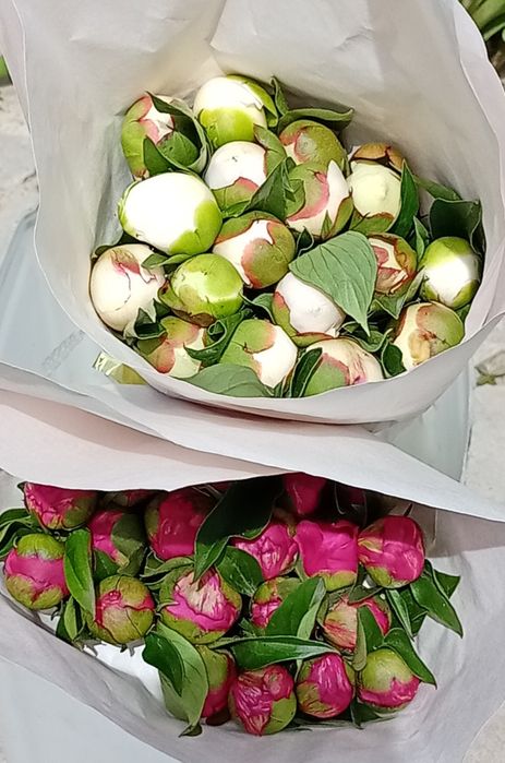 Пионы для букетов