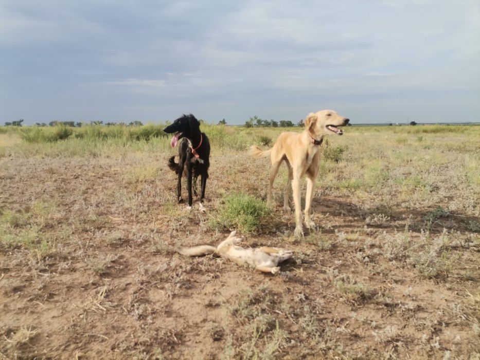 Продаю тазы .Продаю Гончи