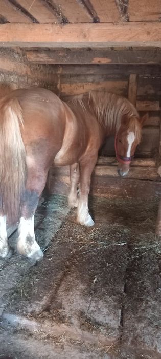 Vând manz de 1 an și 11 luni