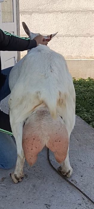Capra nr1. De elită