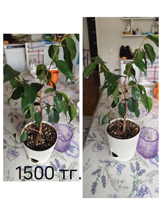 Фикусы, сансевьеры