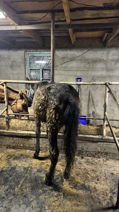 Семіз ұрғашы тай сатылады