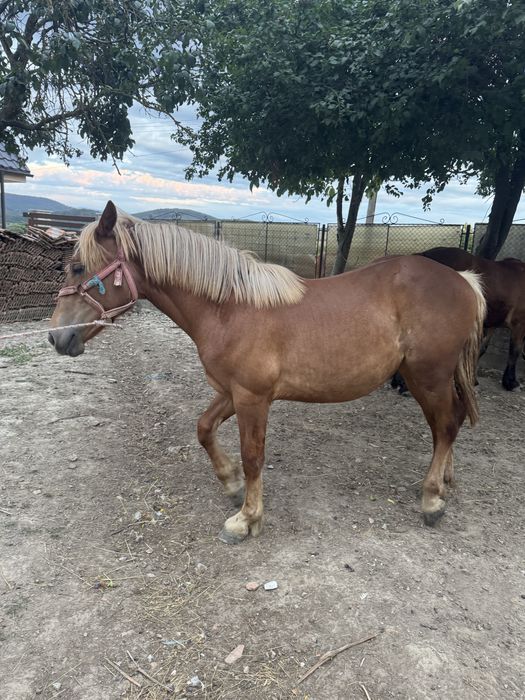 Vand Manza de 1 an si 3 luni
