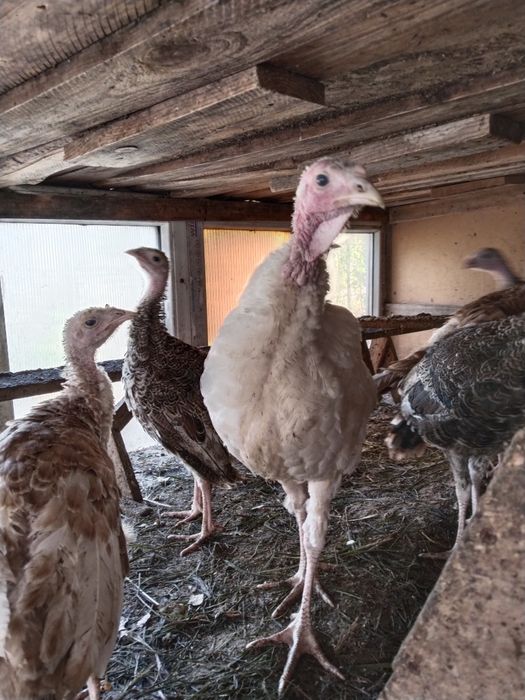 Продам индюшат домашних в Астане