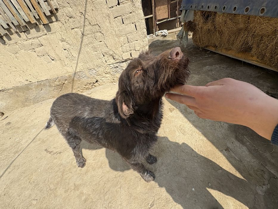 Дратхар девушка рабочий