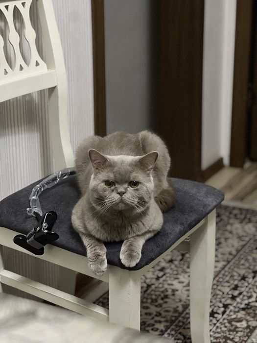 Limonad porno oyinini oynang