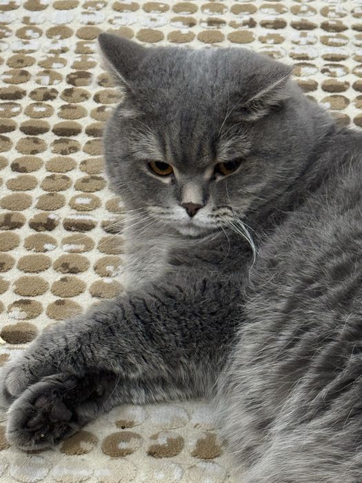 Продаётся серый British Shorthair