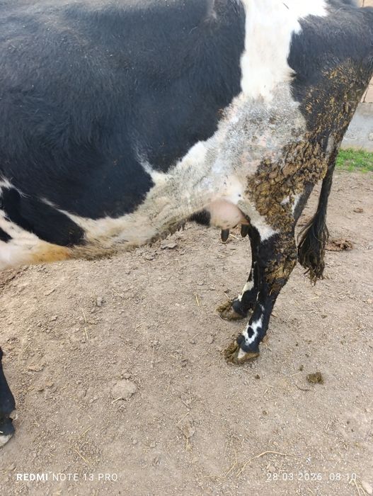 Бұзаулы сиырлар сатылады