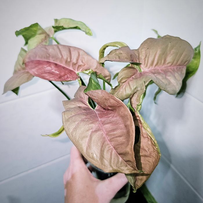 Сингониум неон пинк