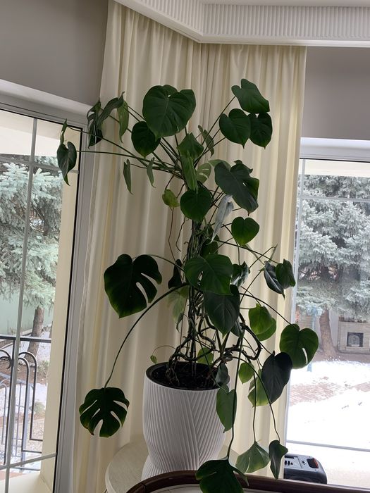 Монстера для дома и офиса