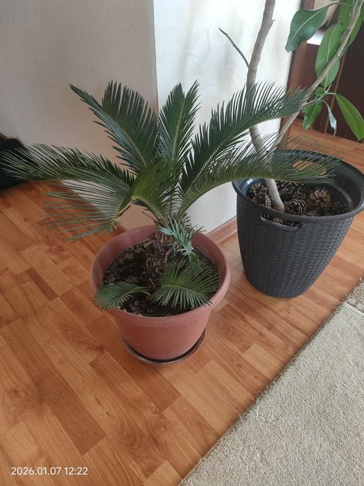 Комнатные растения