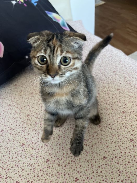 вислоухий котенок