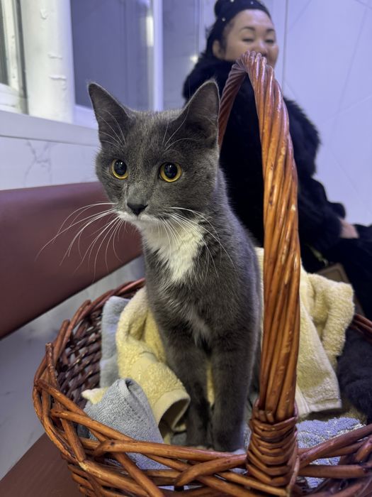 Ищем дом котику