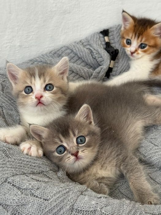Продаются котята шиншилы