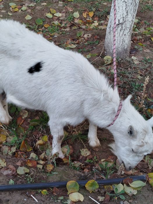 Орыс Ешкі Сатылады