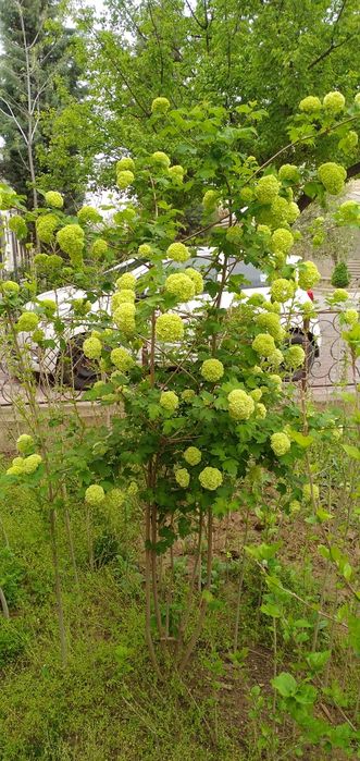 Бульдонеш.      вюшая р о за   .ПовлоняШтампова роза.    Инд ийский.Си