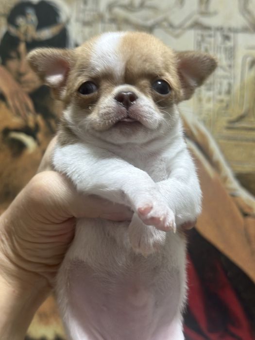 девочки чихуахуа кобби