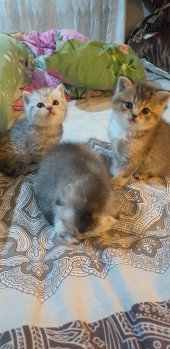 Продаются помпушки