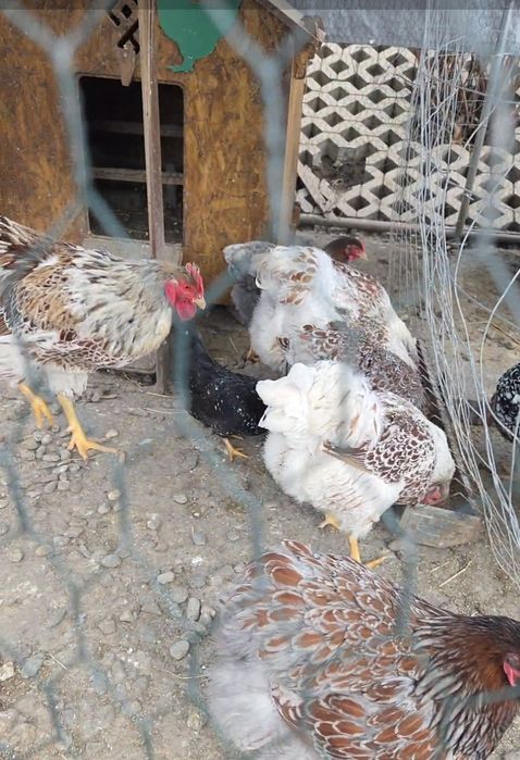 Vând ouă de găină pentru incubat. Preț avantajos!