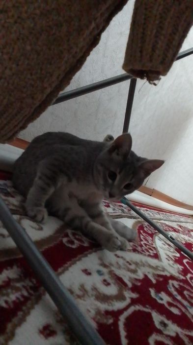 Отдам котенка за добрые руки