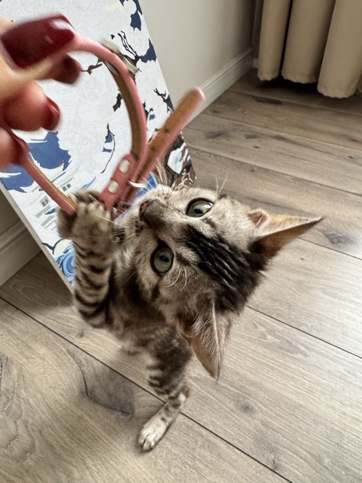 Бенгальский котенок