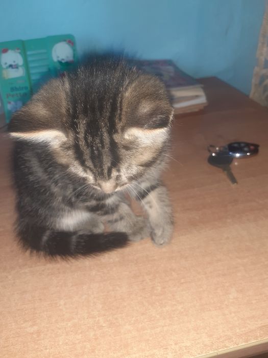 Котята в добрые руки бесплатно