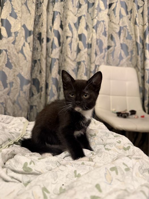 Отдам бесплатно девочку котенка