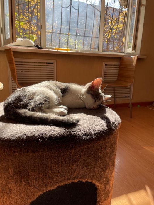 Отдадим кота в заботливые руки