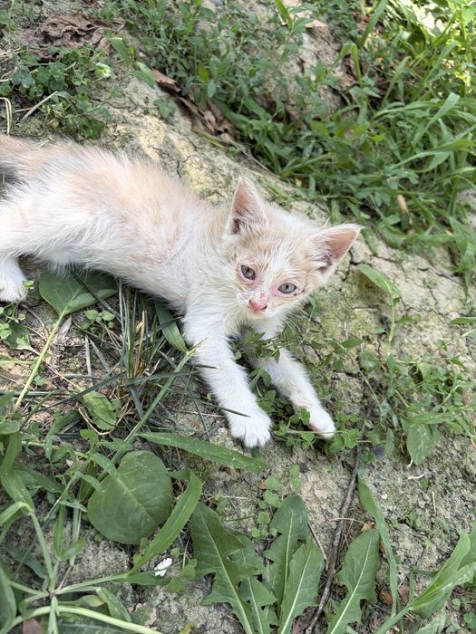 Срочно котята в добрые руки