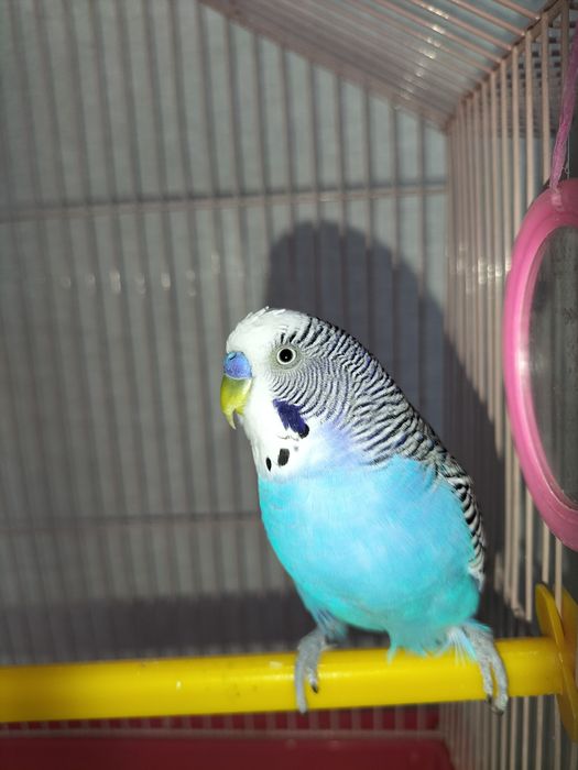 Попугай волнистые