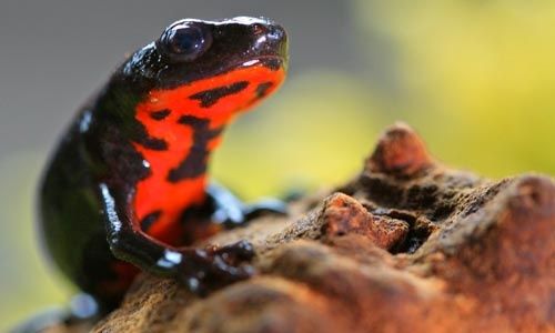 Огнебрюхий тритон