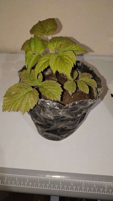 Malina ko'chat SOTILADI "polka" navli, Малина кучат сотилади