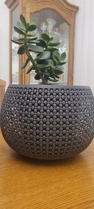 Продам цветок Денежное дерево