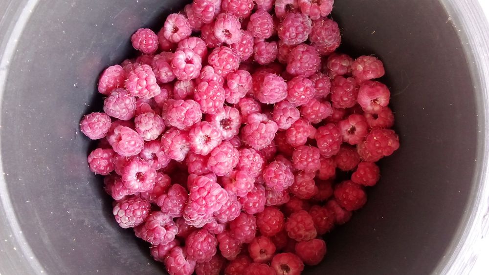 Kuzgi mavsumda MALINALAR pishdi