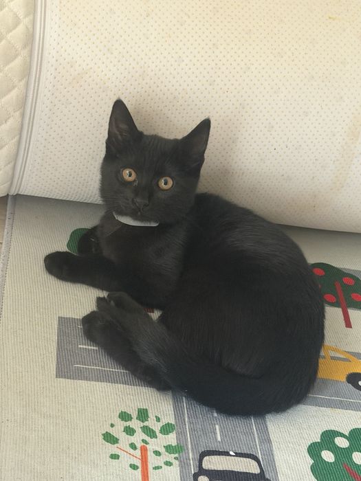 черно коте спешно