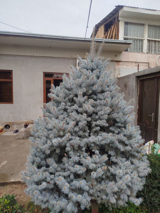 Голубая ель 2.80 мтр