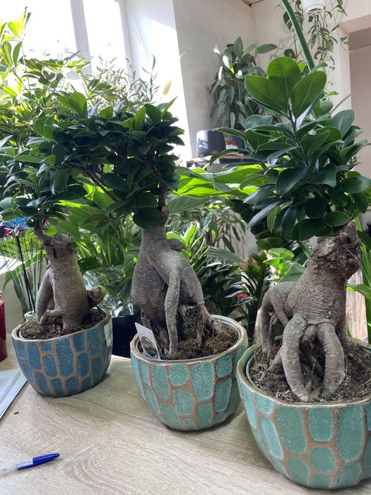 Бонсай символ богатства