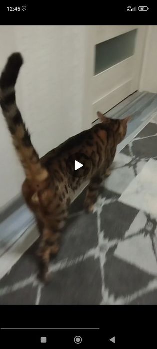 Bengalskiy mushuk sotladi