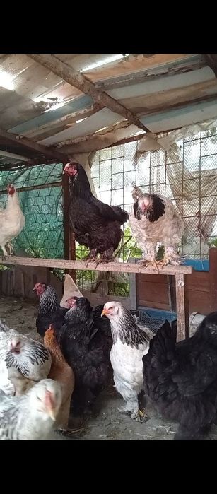 Товуклар хурозлар