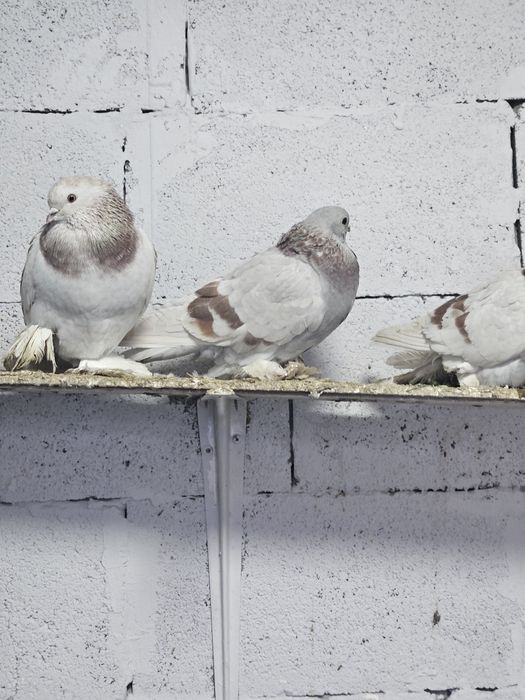 Продам срочно голубей!