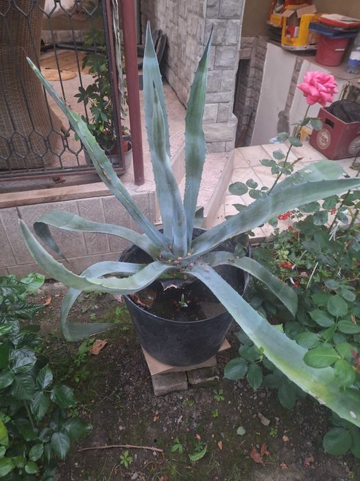 Aloe Vera(Agave americane)