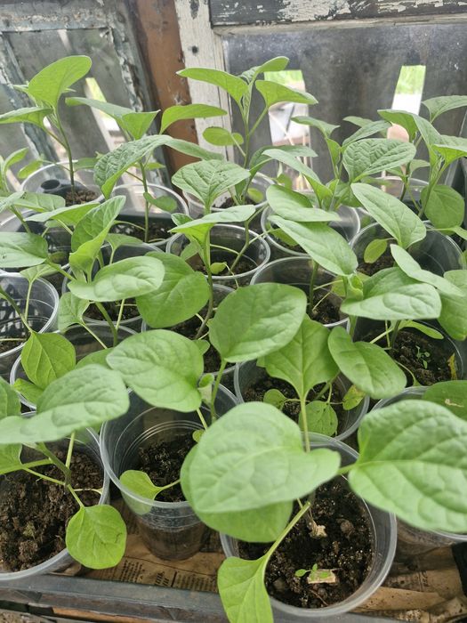 Продам рассаду баклажан, перец