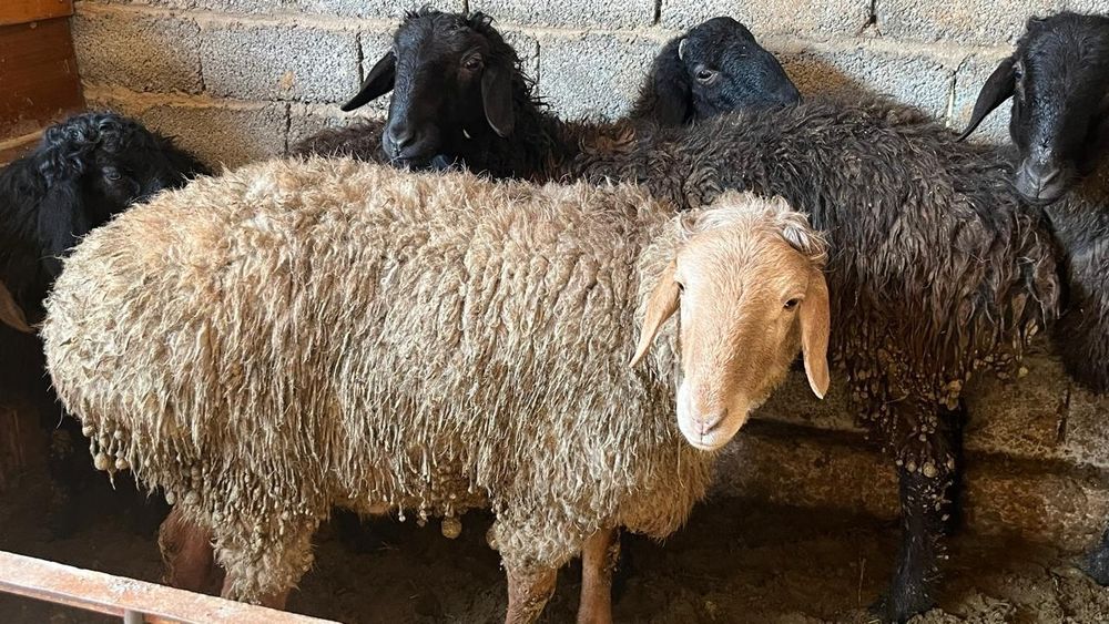 Қойлар қошқарлар сатылады