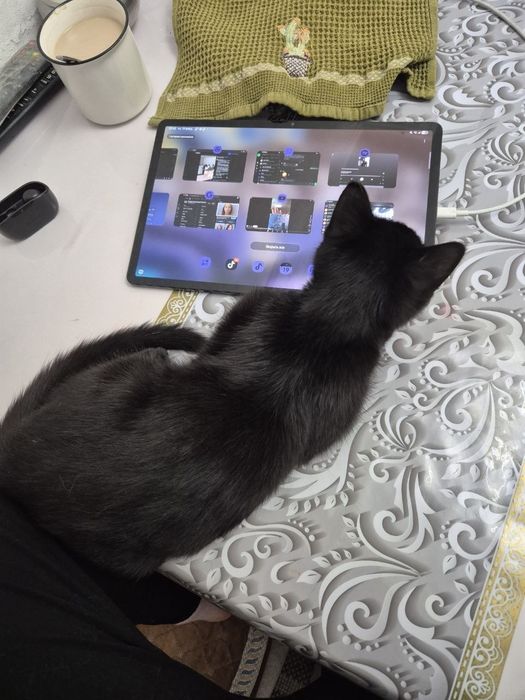 отдаем кота в добрые руки